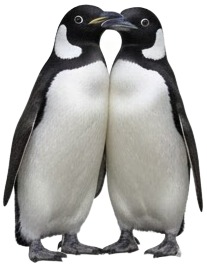 two penguins standing next to each other penguins.jpg